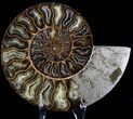 Large Inch Cut And Polished Ammonite #23621-2